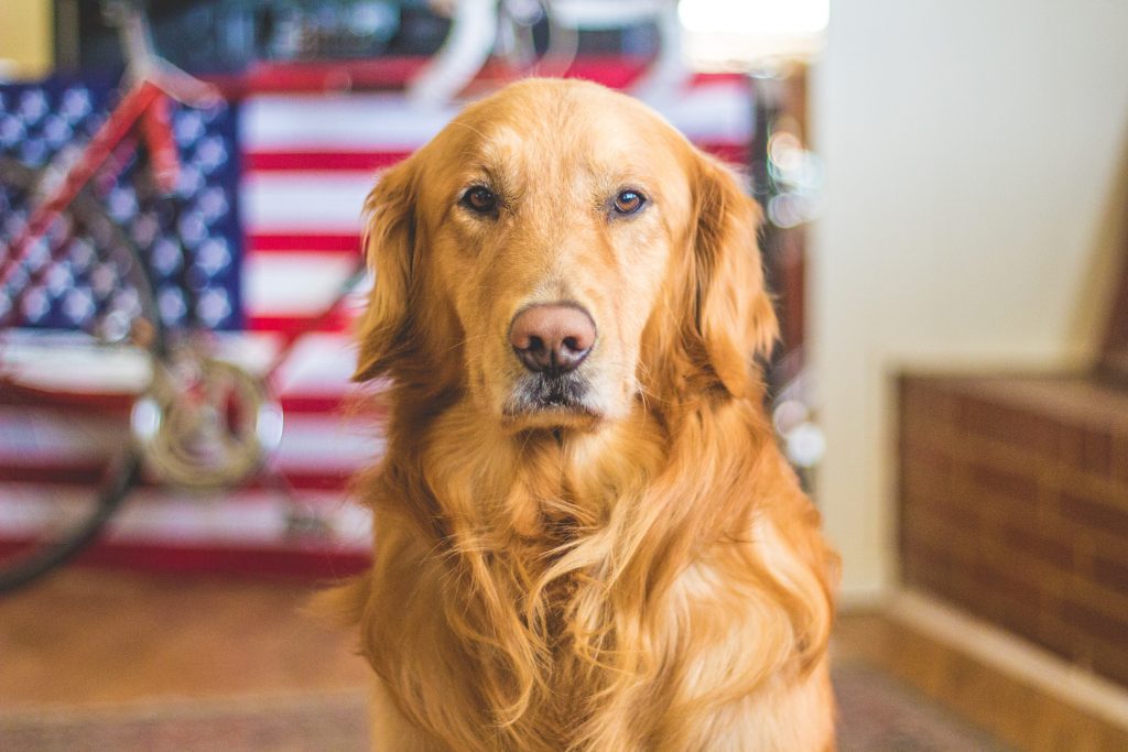 Chien-devant-drapeau-USA