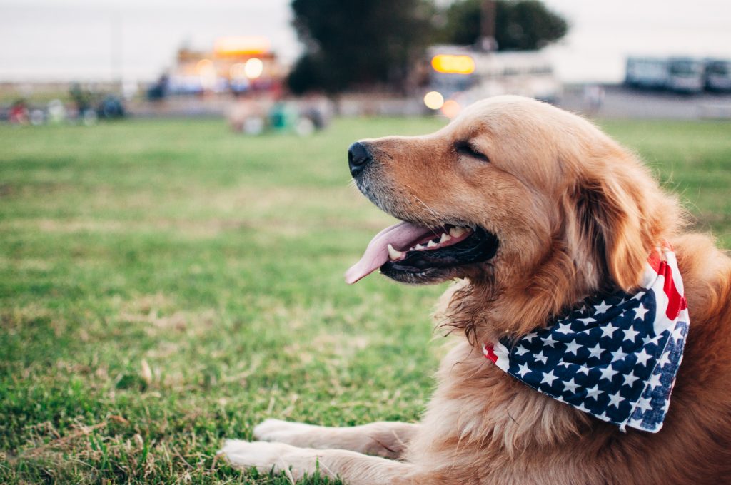 Chien-avec-un-foulard