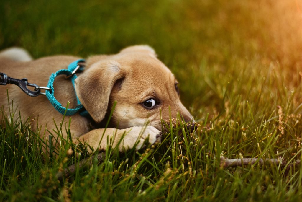 Chien-dans-l'herbe