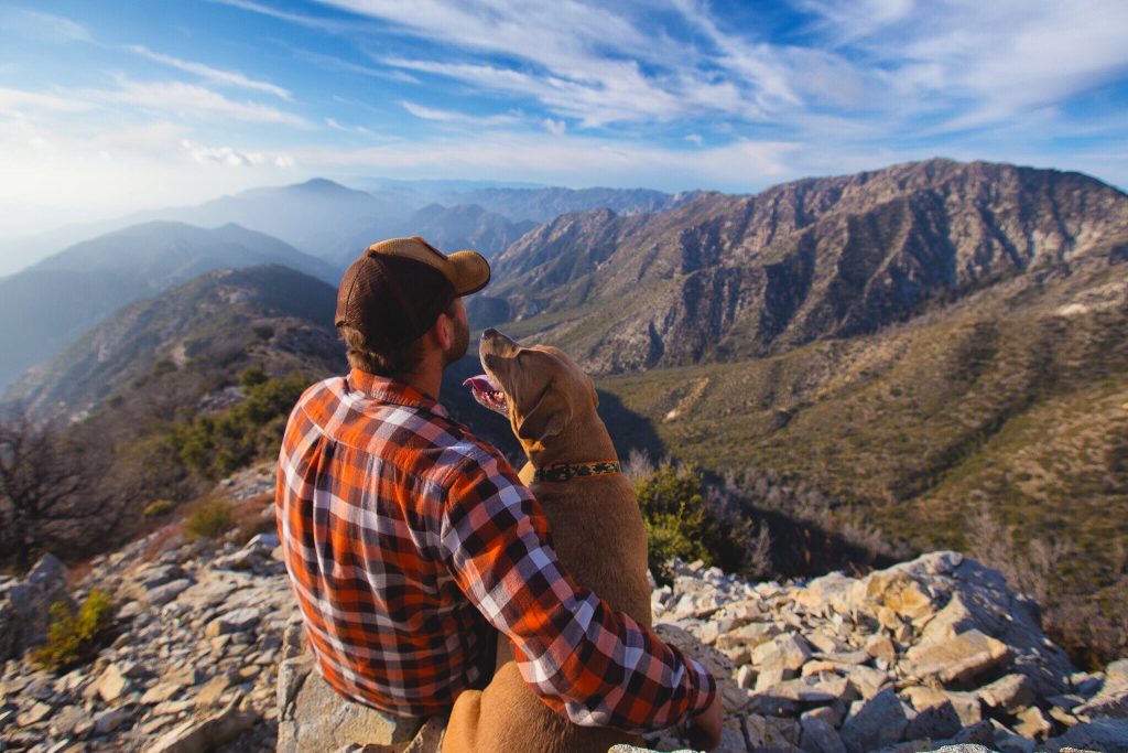 L’huile de CBD peut désormais être utilisée sur les animaux